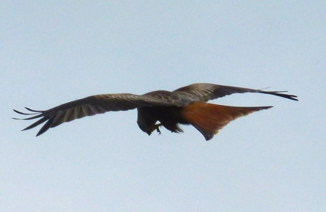 Hawk of the morning.. red kite