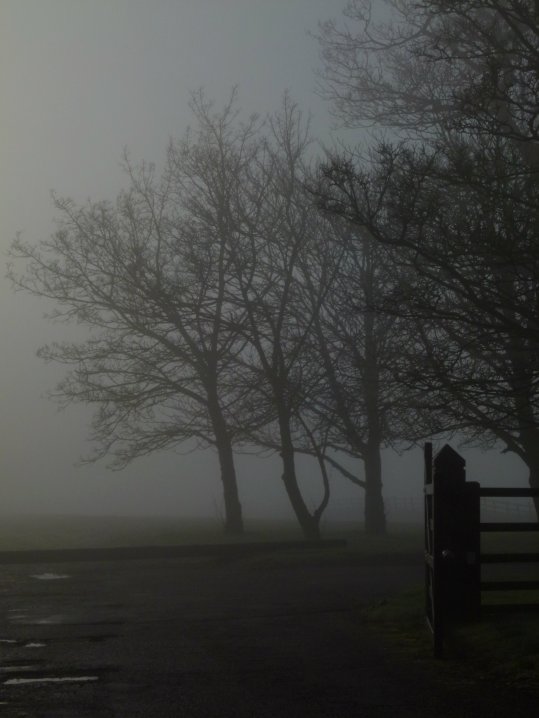 fog 014