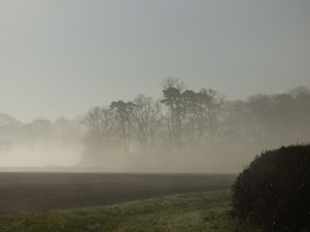 foggy morning 004