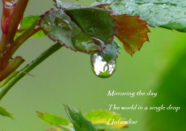 Mirroring the day The world in a single drop Unfamiliar