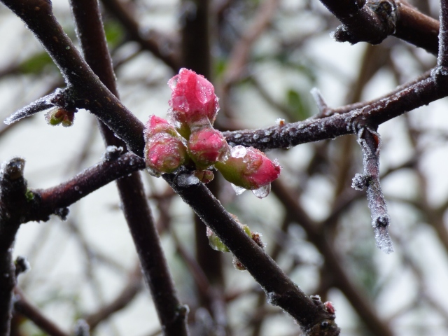 japonese quince buds in ice