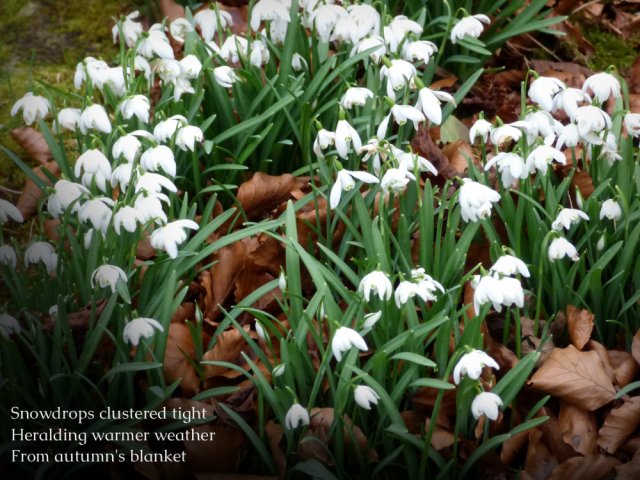 Snowdrops clustered tight Heralding warmer weather From autumn's blanket