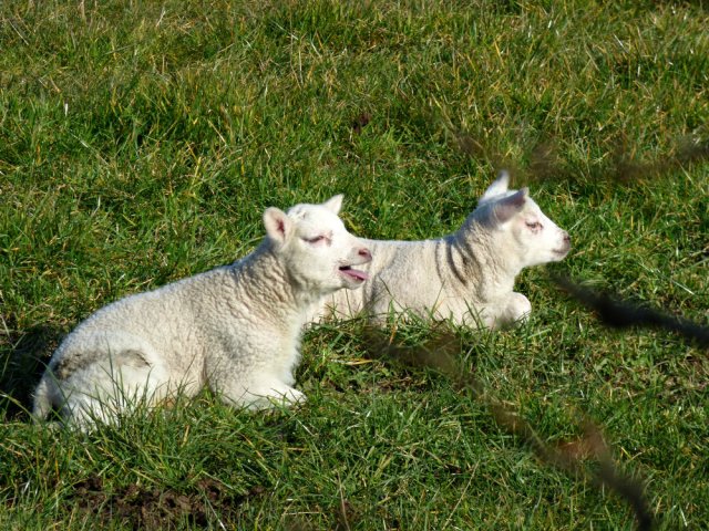 derbyshire lambs hawk kestrel crone stone tideswell lillingstone 008