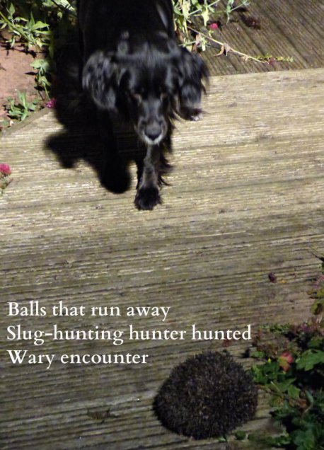 Balls that run away Slug-hunting hunter hunted Wary encounter