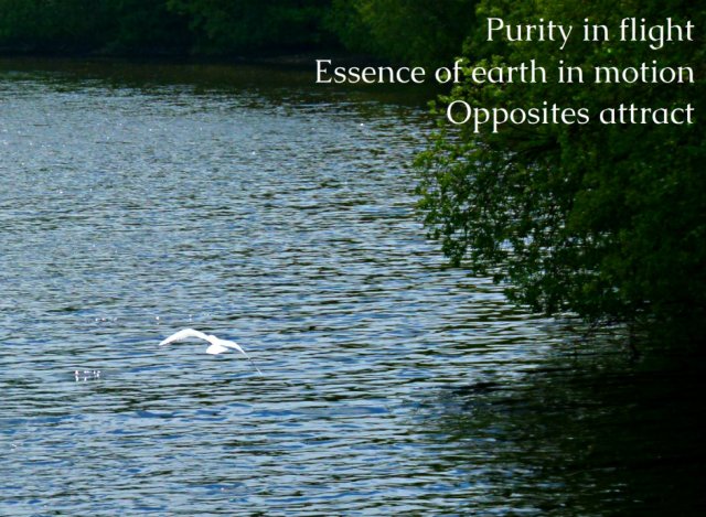 Purity in flight Essence of earth in motion Opposites attract