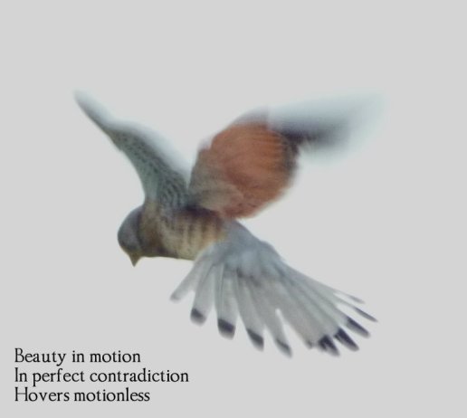 beauty-in-motion-in-perfect-contradiction-hovers-motionless