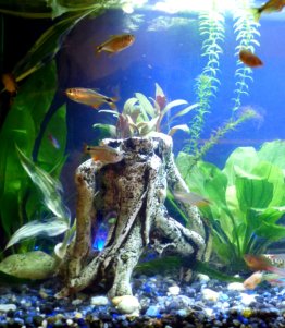 aquarium-fish-2