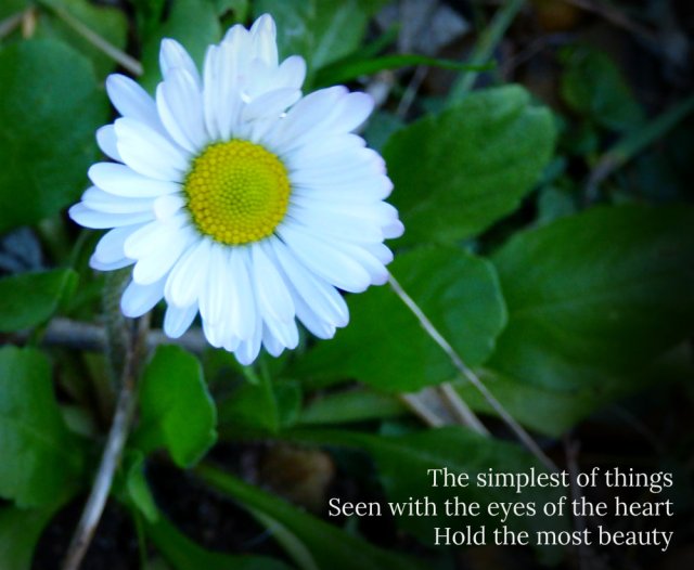 daisy-the-simplest-of-things-seen-with-the-eyes-of-the-heart-hold-the-most-beauty
