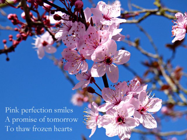 pink spring blossom against a blue sky. Pink perfection smiles. A promise of tomorrow to thaw frozen hearts