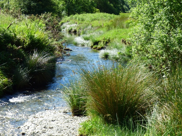 Image of clear stream in sunlight